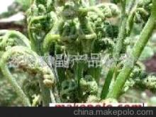 盐渍蕨菜 优质农产品，名珍农副公司的特色选择
