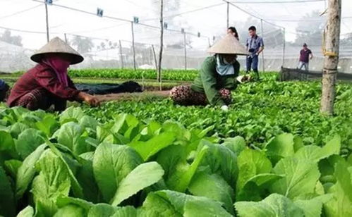 三农日报 有机农业创业失败四大原因与我国农产品深精加工不足的思考