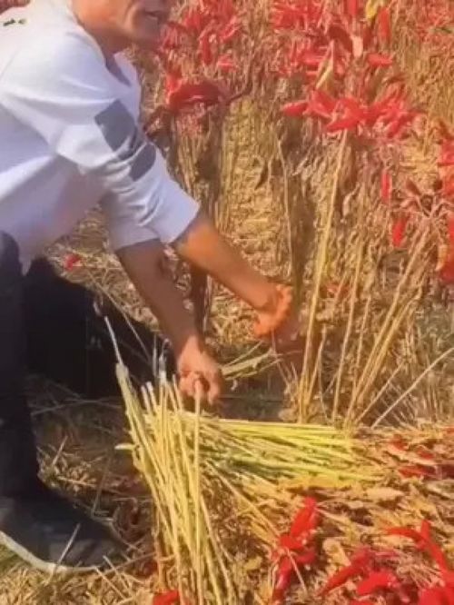 三农之基，丰收之果 打造优质农产品，赋能乡村振兴