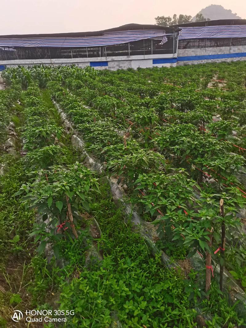 已经开