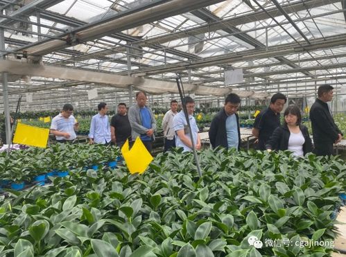 腐植酸 开启绿色农业新篇章，赋能农产品提质增效